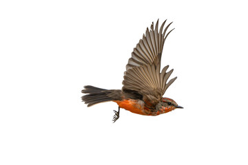 Vermilion Flycatcher (Pyrocephalus rubinus) High Resolution Photo, In Flight, on a Transparent PNG Background - 726661563