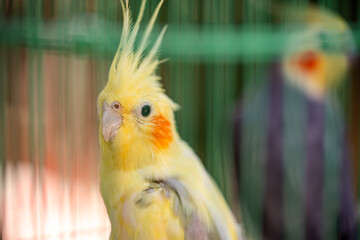 The cockatiel (Nymphicus hollandicus), also known as weiro bird, or quarrion, is a bird that is a member of its own branch of the cockatoo family endemic to Australia.