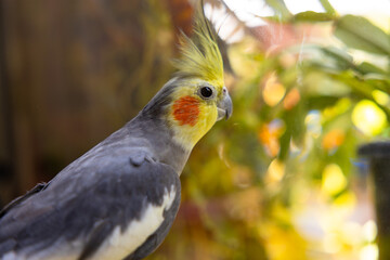 The cockatiel (Nymphicus hollandicus), also known as weiro bird, or quarrion, is a bird that is a member of its own branch of the cockatoo family endemic to Australia.