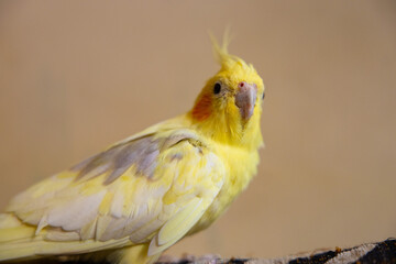 The cockatiel (Nymphicus hollandicus), also known as weiro bird, or quarrion, is a bird that is a member of its own branch of the cockatoo family endemic to Australia.