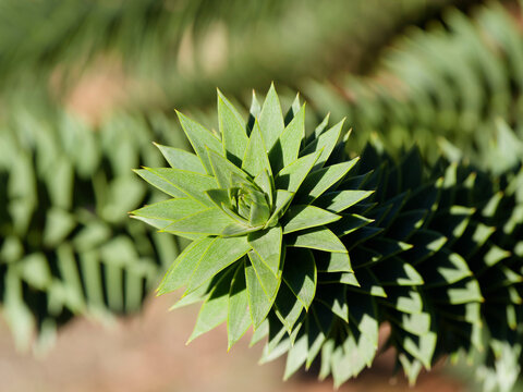 (Araucaria araucana) Monkey puzzle tree with stiff branches rope-like covered of needle-pointed green leaves in spiral arrangement