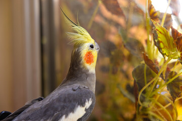 The cockatiel (Nymphicus hollandicus), also known as weiro bird, or quarrion, is a bird that is a member of its own branch of the cockatoo family endemic to Australia.