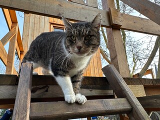 Katze auf Baumhaus