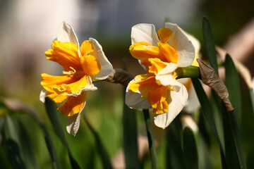 Solar spring morning. Two bright flowers of a narcissus in an interesting foreshortening on an interesting background.