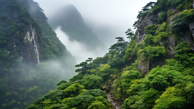 Wild naure fog and mist on the top of mountain forest UHD wallpaper