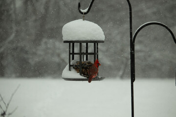 This beautiful red cardinal came out to the birdseed cake feeder. The bright color of this bird...