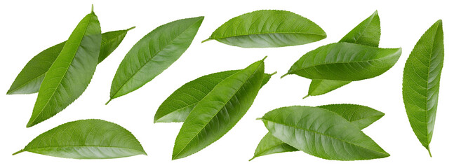 Peach leaf isolated clipping path