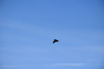 Hawk in a Blue Sky