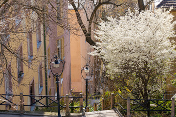 Spring Budapest street scene with a stepped hillside and an ornamental tree with white flowers