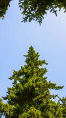 Obraz premium green pine tree