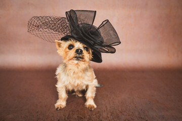 Kleiner Hund mit Hut