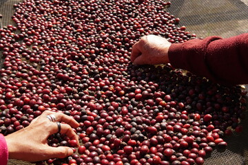 café minas gerais brasil alto caparaó