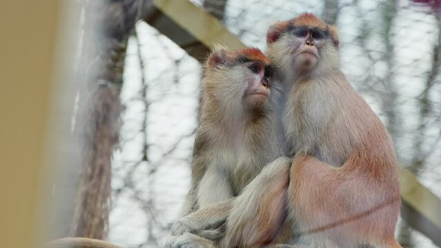 Sweet Mammal Animal Monkey in Zoo