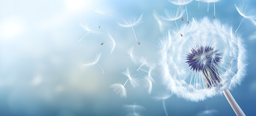 Dandelion  on a blur  background , dandelion Flight  , Feelings card , joy, condolence, grieving,  loss, support, funerals
