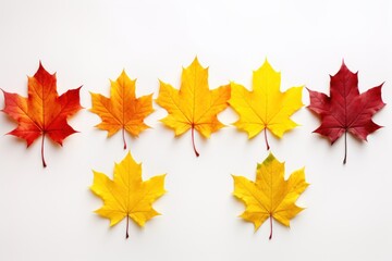 Colorful maple leaves on a white background