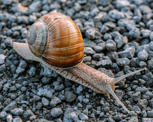 snail on a stone