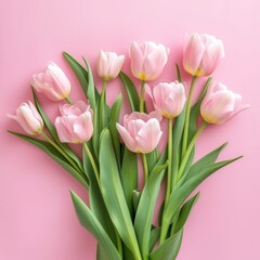 pink tulips on pink isolated background. Card for valentine's day,  women  day, birthday,  wedding