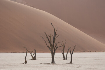 dreadvlei, sossusvlei, Namibia