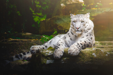 snow leopard lying down on rock