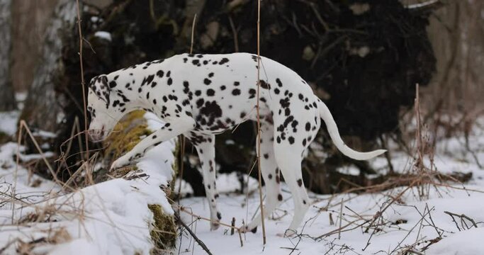 German pointer dog and dalmatian with brown fur and long ears chewing on a wooden stick in forrest covered in snow. Cloudy day. Birch forest in winter. No colar. Brown eyes. Free happy dog.