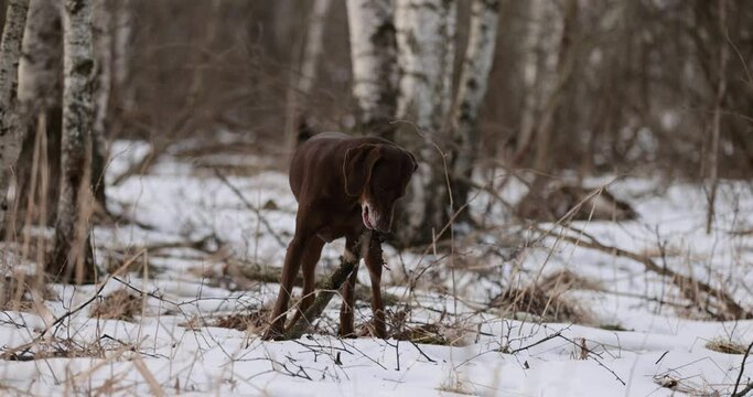 German pointer dog with brown fur and long ears chewing on a wooden stick in forrest covered in snow. Cloudy day. Birch forest in winter. No colar. Brown eyes. Free happy dog. Slow motion.