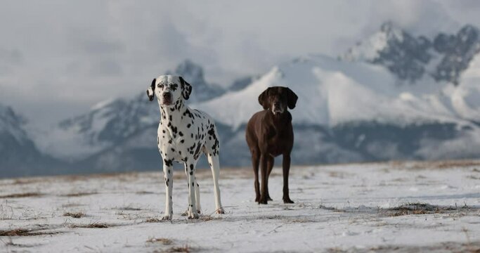 Beautiful dalmatian and german pointer dogs playing chasing each other in snow sunny meadow. Snowy winter mountains in background. No collar. Purebreed dog. Brown eyes.