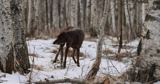 German pointer dog with brown fur and long ears chewing on a wooden stick in forrest covered in snow. Cloudy day. Birch forest in winter. No colar. Brown eyes. Free happy dog. Slow motion.