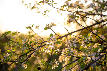 Apple blossom petals on a tree branch. Sunset light in the background. Beautiful nature shot.