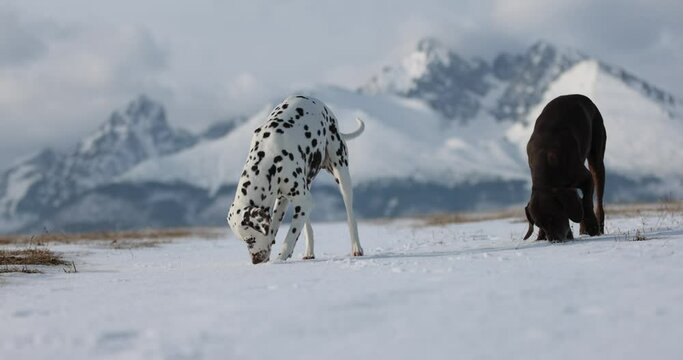 Beautiful dalmatian and german pointer dogs playing chasing each other in snow sunny meadow. Snowy winter mountains in background. No collar. Purebreed dog. Brown eyes.