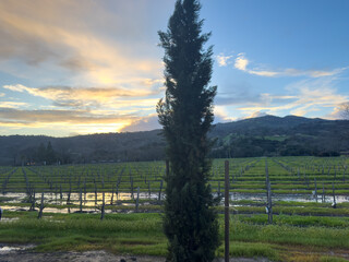 Obraz premium the sun rises in the distance behind a lone cypress tree in a pasture