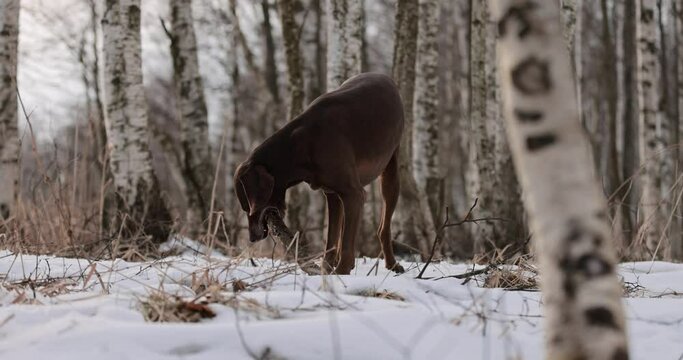 German pointer dog with brown fur and long ears chewing on a wooden stick in forrest covered in snow. Cloudy day. Birch forest in winter. No colar. Brown eyes. Free happy dog. Slow motion.