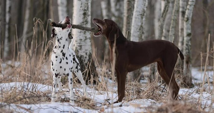 German pointer dog and dalmatian with brown fur and long ears chewing on a wooden stick in forrest covered in snow. Cloudy day. Birch forest in winter. No colar. Brown eyes. Free happy dog.