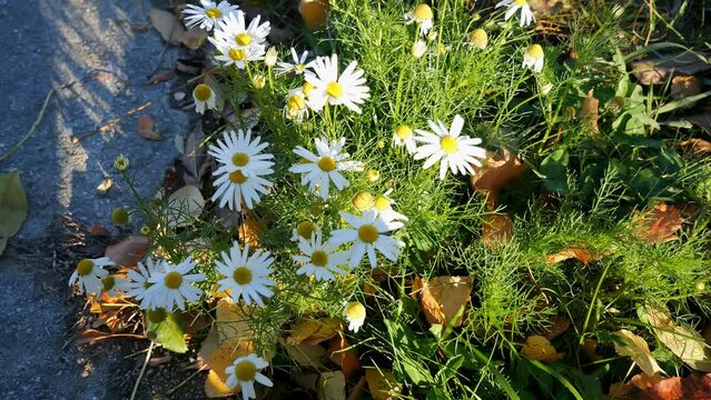 Wild chamomile flowers (Tripleurospermum Inodorous), close-up. Slow motion. Common names scentless false mayweed, scentless mayweed, wild chamomile and Baldr's brow, false chamomile. White flowers.
