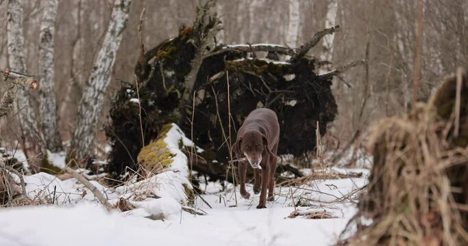 German pointer dog with brown fur and long ears chewing on a wooden stick in forrest covered in snow. Cloudy day. Birch forest in winter. No colar. Brown eyes. Free happy dog. Slow motion.