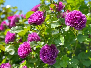 Roses flowers pink purple blossom floribunda