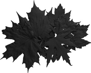 Premium Isolated Black Leaves Stack for Black Friday