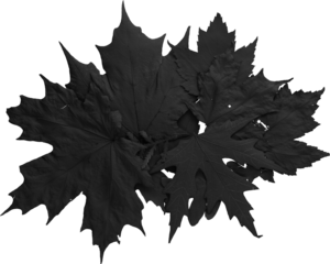 Premium Isolated Black Leaves Stack for Black Friday