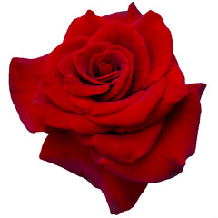 Single dark red rose is on white background. Detail for creating a collage - 726689121