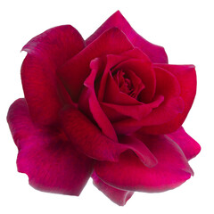 Single dark red rose is on transparent background. Detail for creating a collage