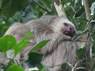 two toed sloth  © Evi