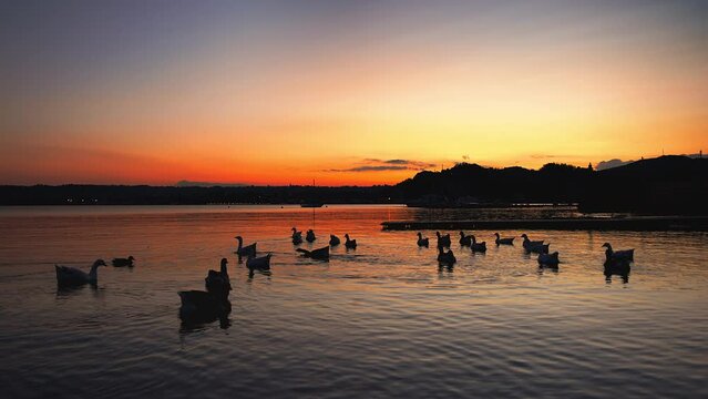 Ducks and geese at sunset in Angera on Lake Maggiore