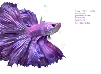 amazing bright purple Betta fish male with long tail and fins posing against white background....