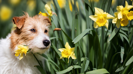 Happy cute pet dog face in daffodil flowers. Spring or easter banner.