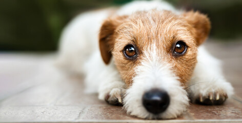 Face of a cute  jack russell terrier pet dog puppy, web banner - obrazy, fototapety, plakaty