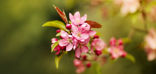 Obraz premium Pink blooming apple tree flowers on green background. Spring forward, springtime, easter floral banner.