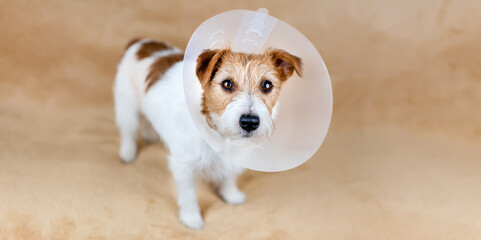Face of a healthy cute recovering dog as wearing funnel collar. Protection after castration surgery. - obrazy, fototapety, plakaty