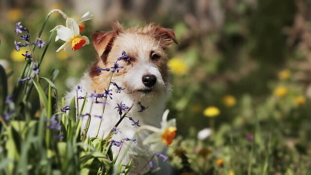 Cute dog looking through the flowers in the garden. Spring forward, springtime.