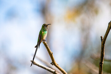 Retrato de un colibrí posando sobre un rama