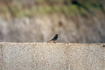 A black redstart standing on a wall.