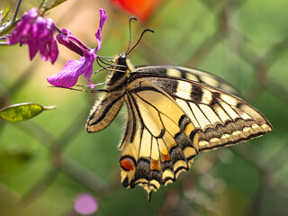 Common yellow swallowtail on a purple flower